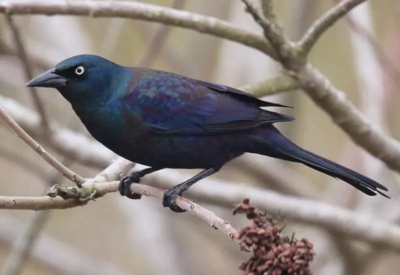 Common Birds in Pennsylvania