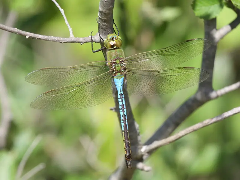 common-green-darner-anax-junius Dragonflies in Florida