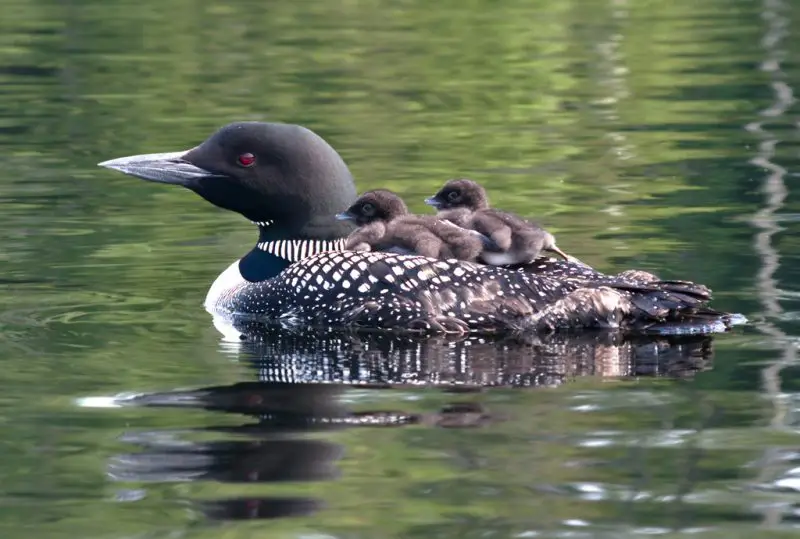 Loons in Maine