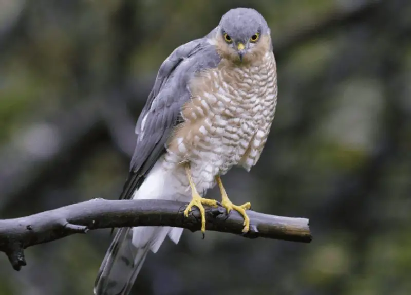 Common Birds in Indiana​