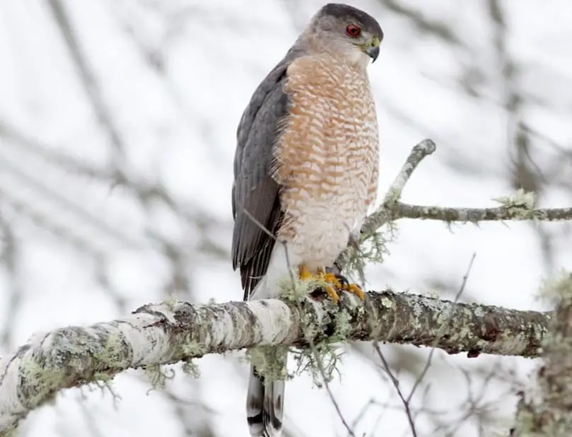 coopers-hawk Hawks in Ohio