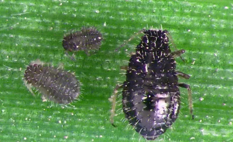 Black Aphids