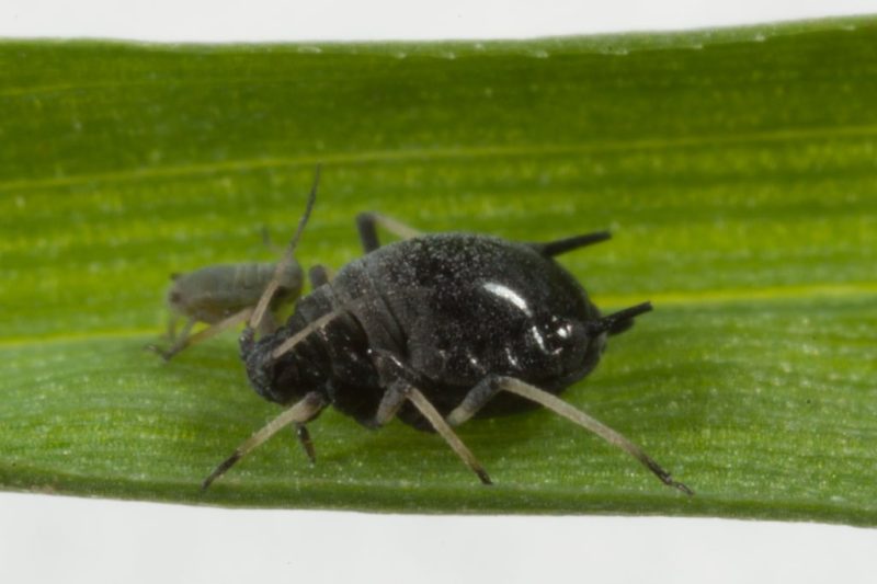 Black Aphids