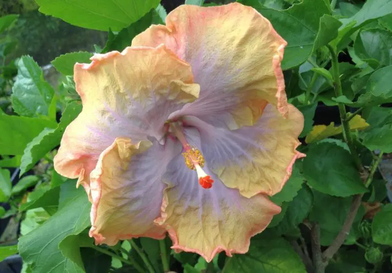 yellow hibiscus