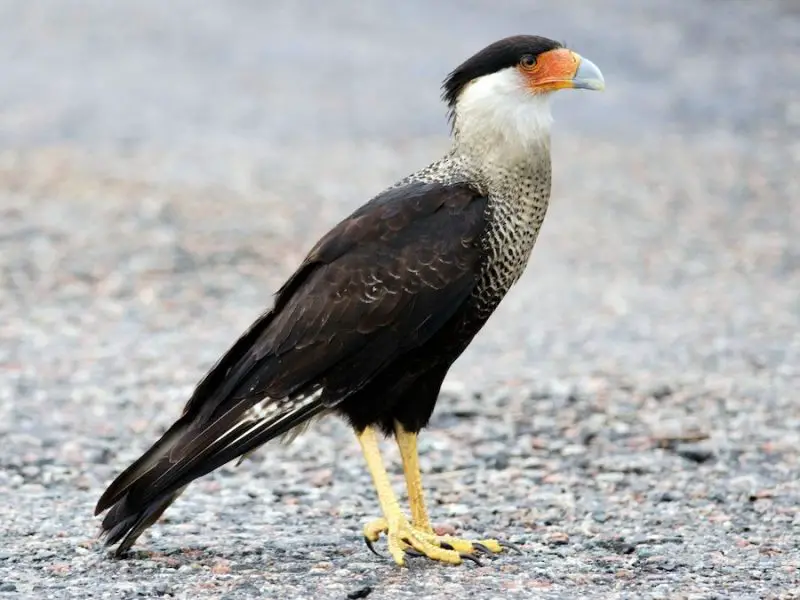 crested-caracara-caracara-plancus-800x600-1-1 Falcons in Michigan