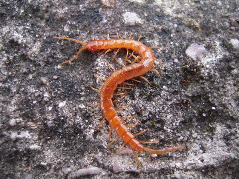 cryptops-hortensis-garden-centipede-1-800x600-1 Centipedes in Hawaii