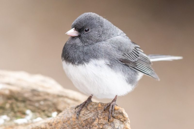 Common Birds in Pennsylvania