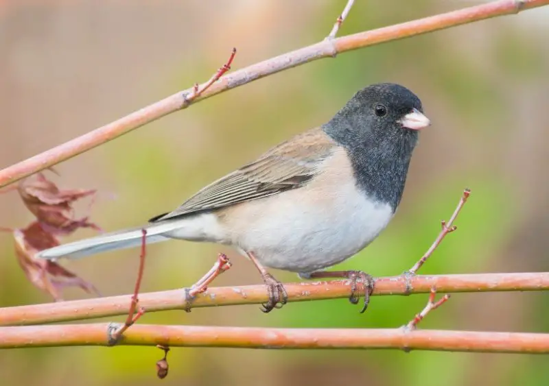 dark-eyed-junco-800x563-1 Common Birds in Oklahoma