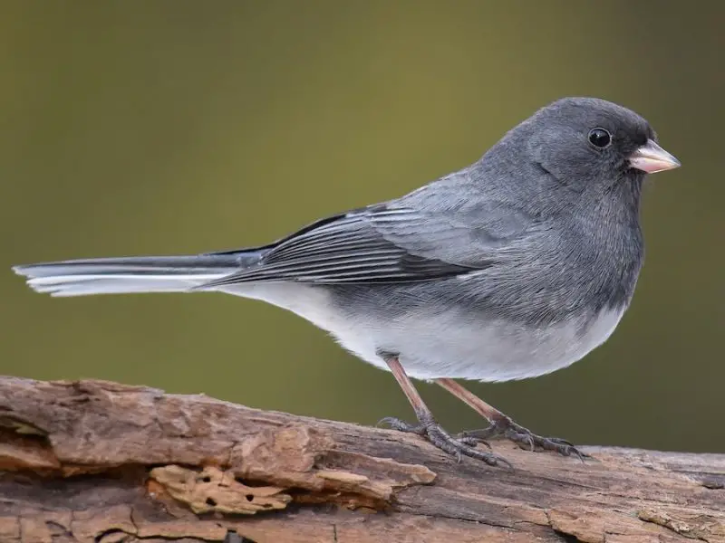 dark-eyed-junco-junco-hyemalis-800x600-1 Sparrows in Texas