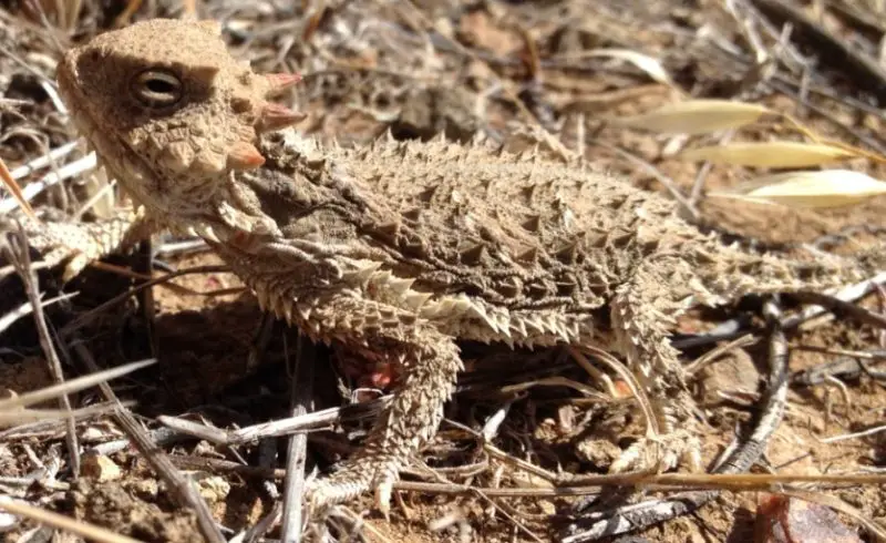 Lizards in Utah