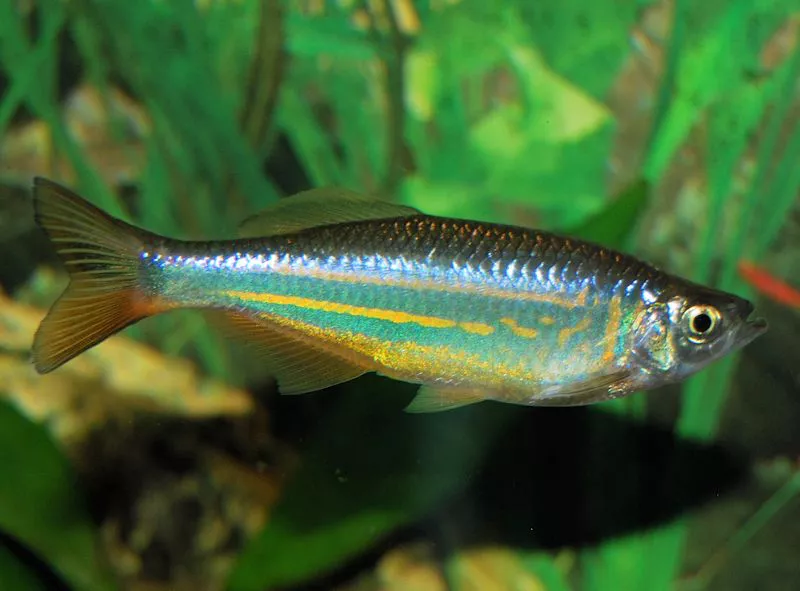 Devario aequipinnatus - Giant Danio