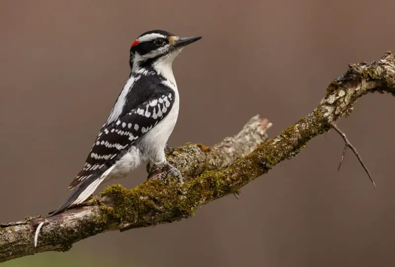 Woodpeckers in Montana