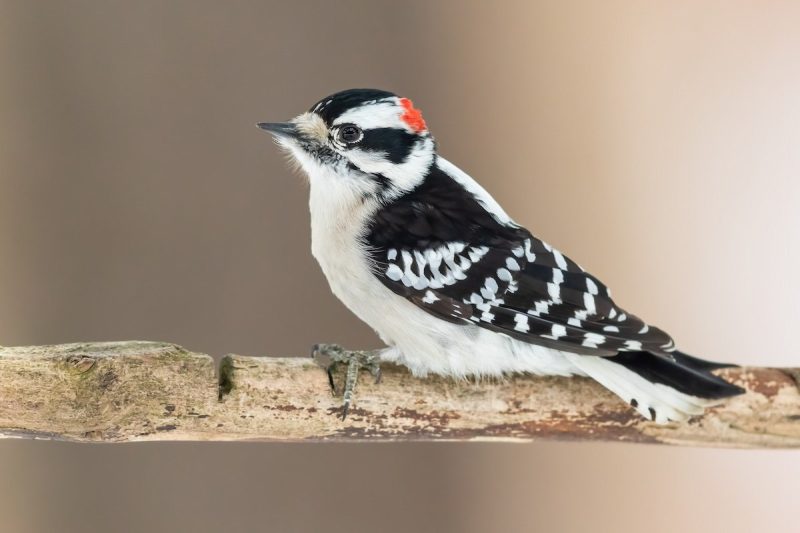 Woodpeckers in Indiana