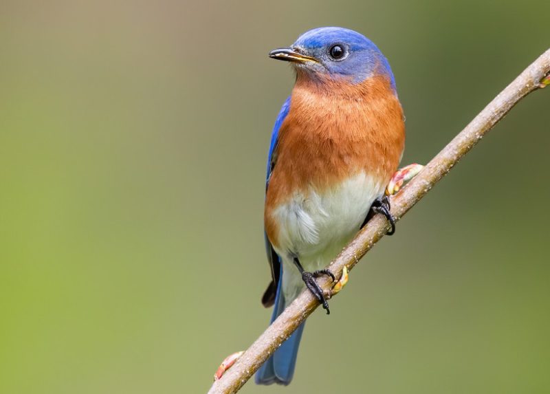 eastern-bluebird-800x573-1-1 Common Birds in Oklahoma