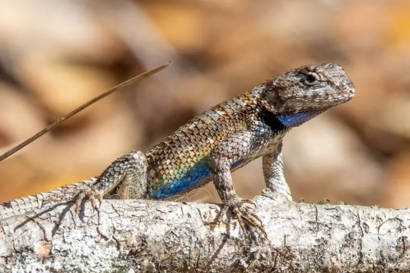 Lizards in Georgia
