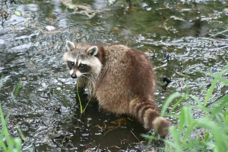 Raccoons in Minnesota