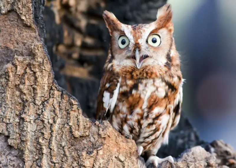 Owls in Virginia