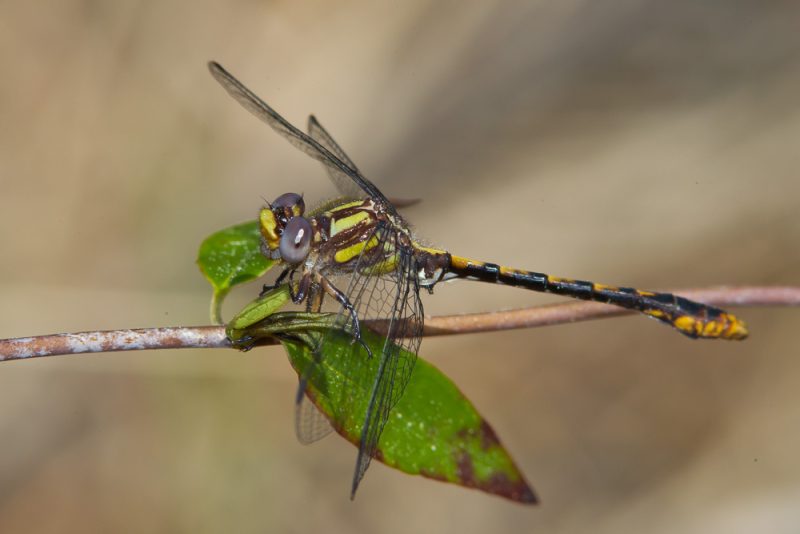 Dragonflies in Ohio