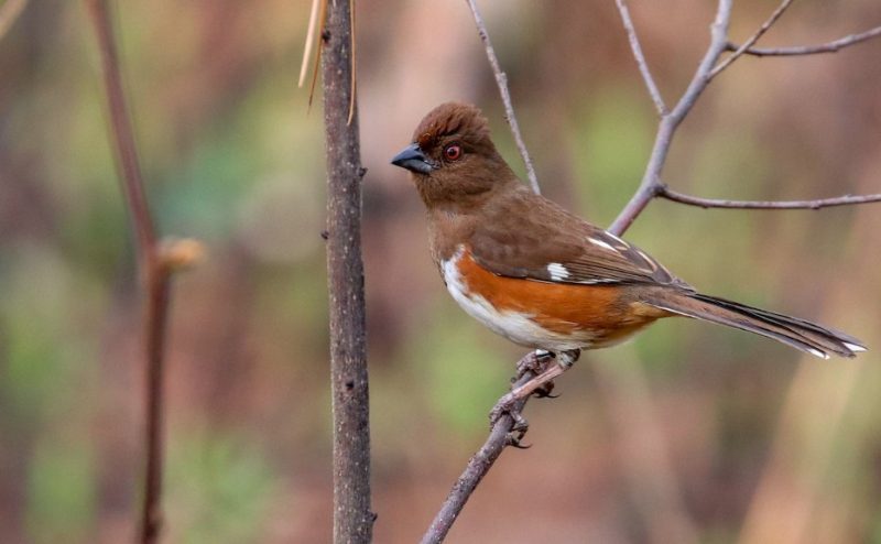 eastern-towhee-800x494-1 Sparrows in Texas