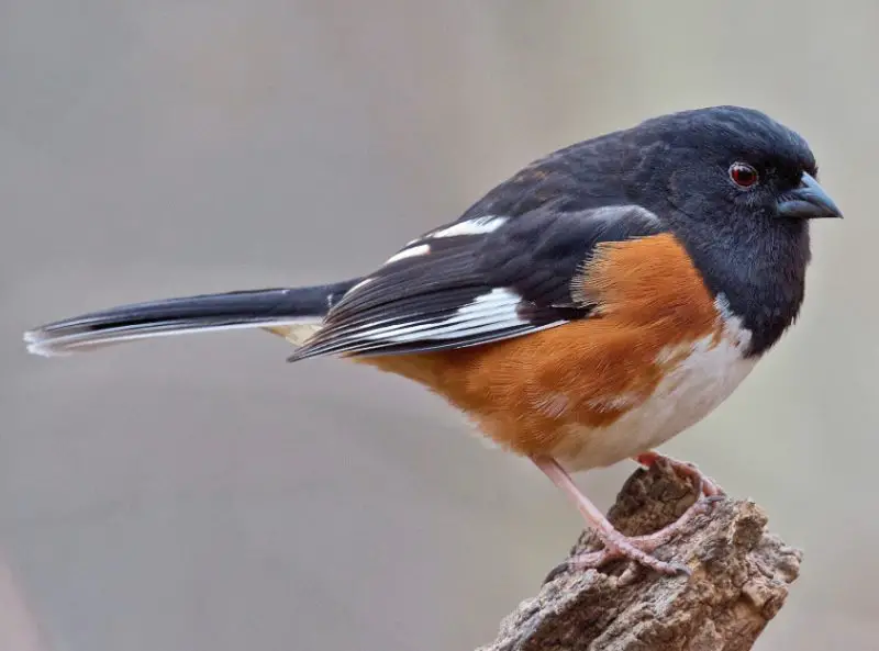 eastern-towhee-800x593-1-2 Common Birds in Oklahoma