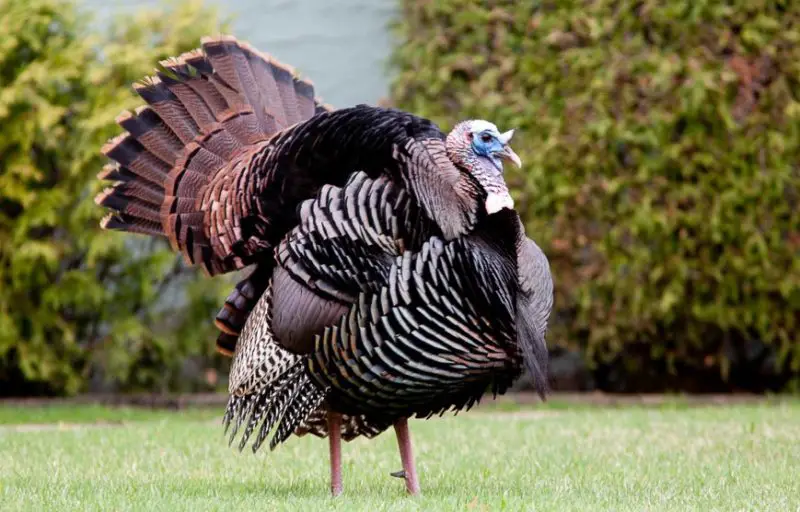 eastern-wild-turkey-meleagris-gallopavo-silvestris-800x512-1 Common Birds in Oklahoma
