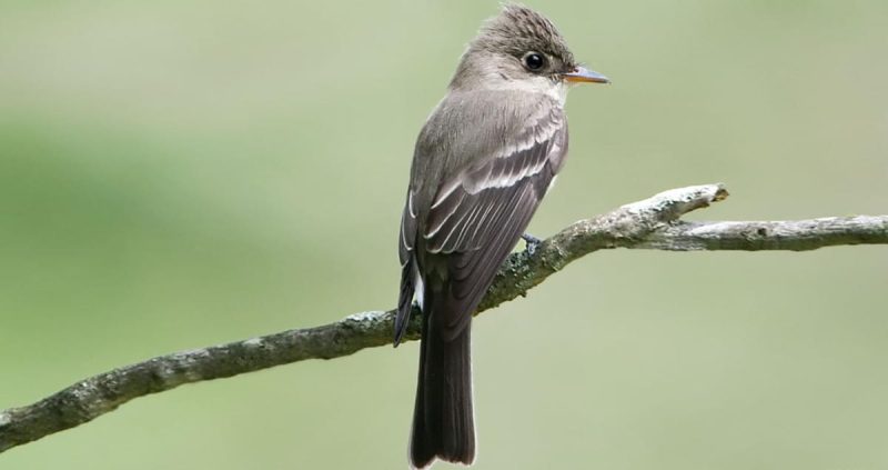 Common Birds in Pennsylvania