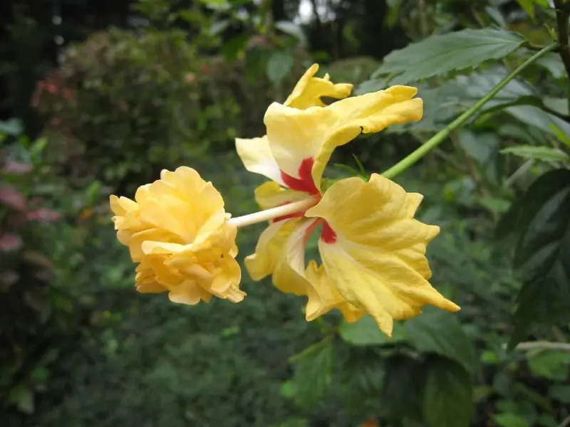 yellow hibiscus