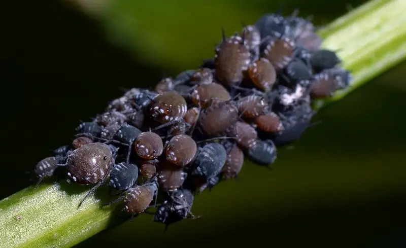 Black Aphids