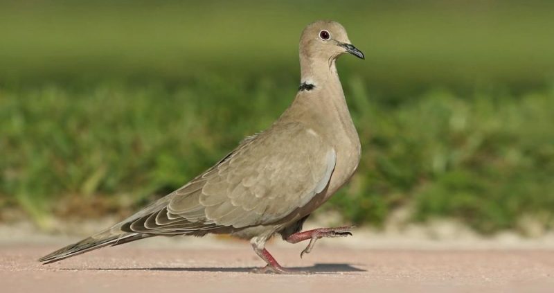 eurasian-collared-dove-streptopelia-decaocto-800x423-1-1 Doves in Hawaii