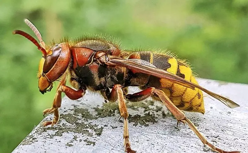 Wasps in Georgia