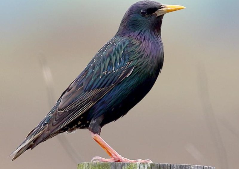 european-starling-800x566-1 Common Birds in Oklahoma
