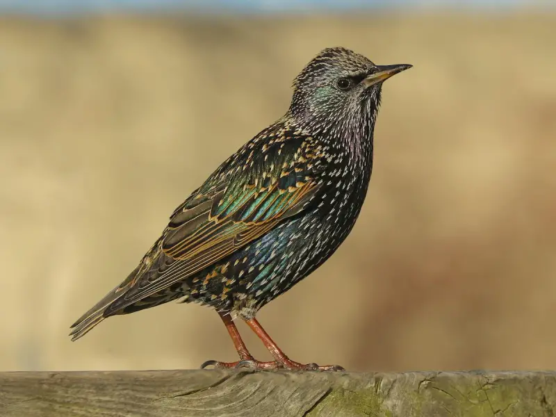 Common Birds in Pennsylvania