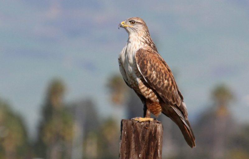 ferruginous-hawk-buteo-regalis-800x511-1 Hawks in Ohio