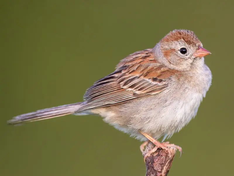 field-sparrow-spizella-pusilla-800x600-1 Sparrows in Texas
