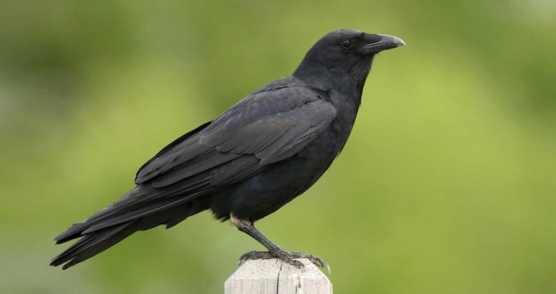 Common Birds in Pennsylvania