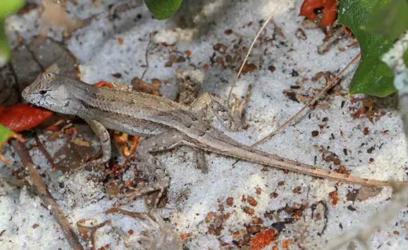 Lizards in Georgia