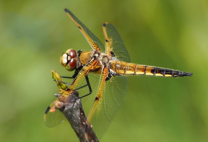 Dragonflies in Ohio
