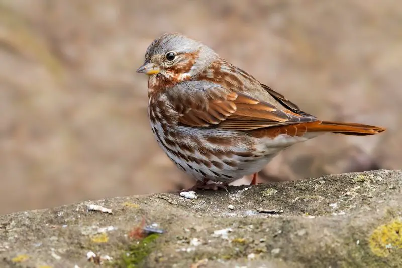 fox-sparrow-passerella-iliaca-800x534-1 Sparrows in Texas