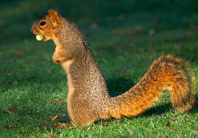 Squirrels in Wisconsin