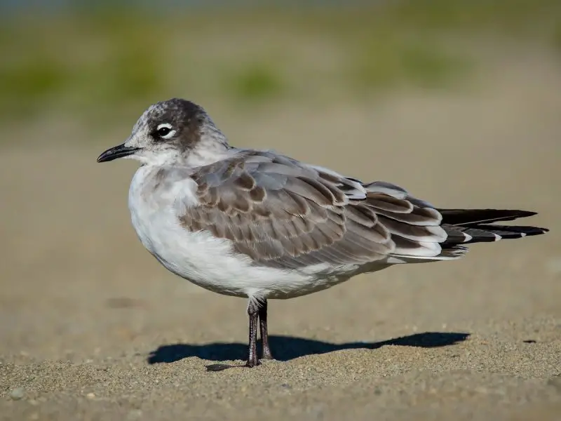 Gulls in Colorado
