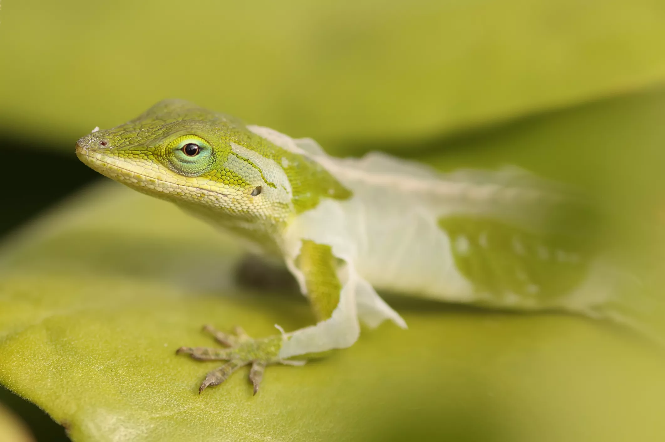Gecko shedding skin