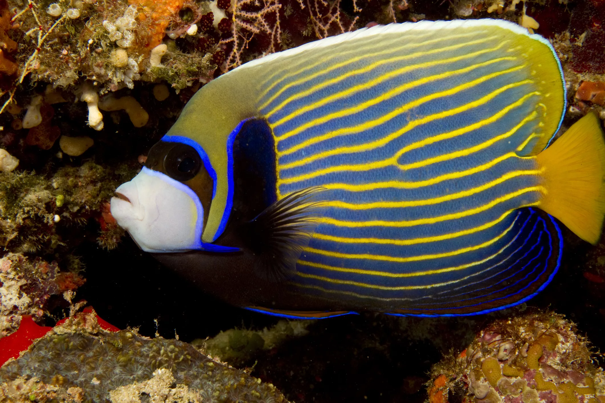 Adult Emperor Angelfish