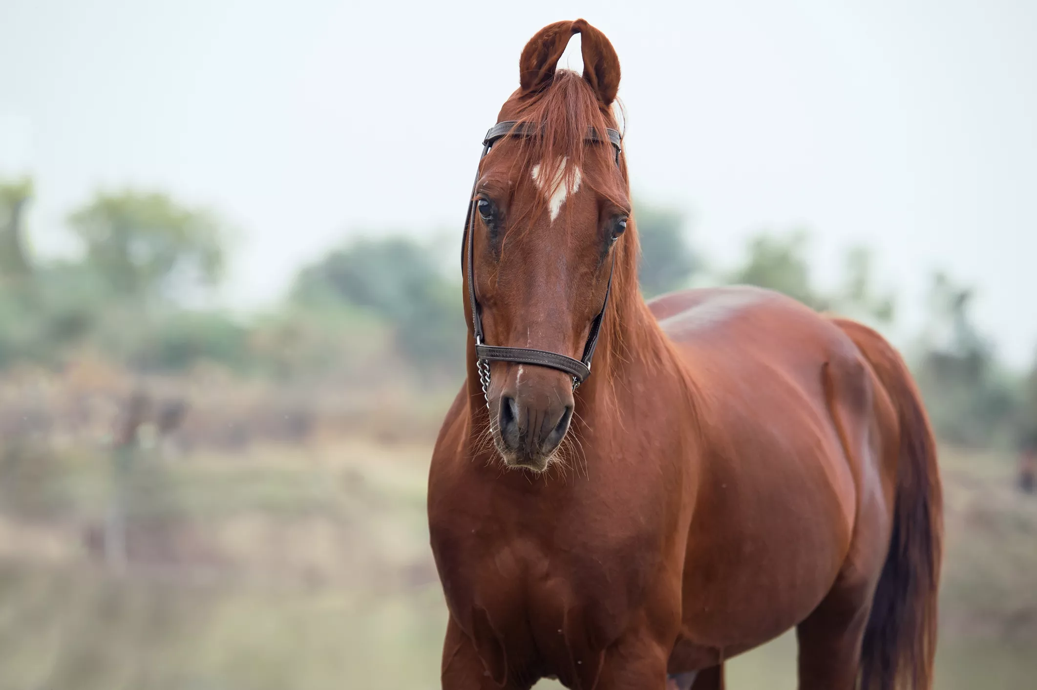 A brown Kathiawari horse standing tall.