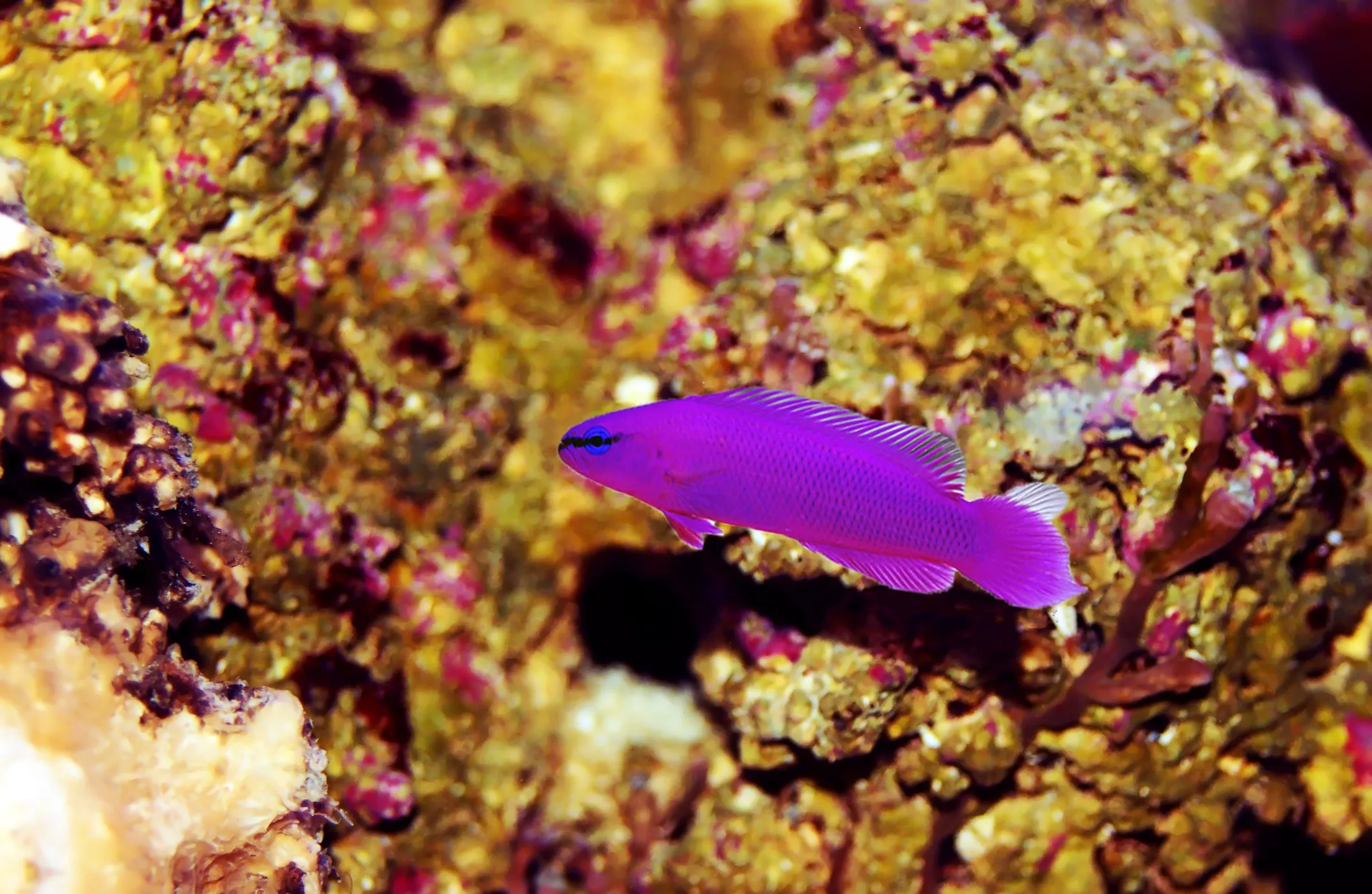 Orchid Dottyback on reef