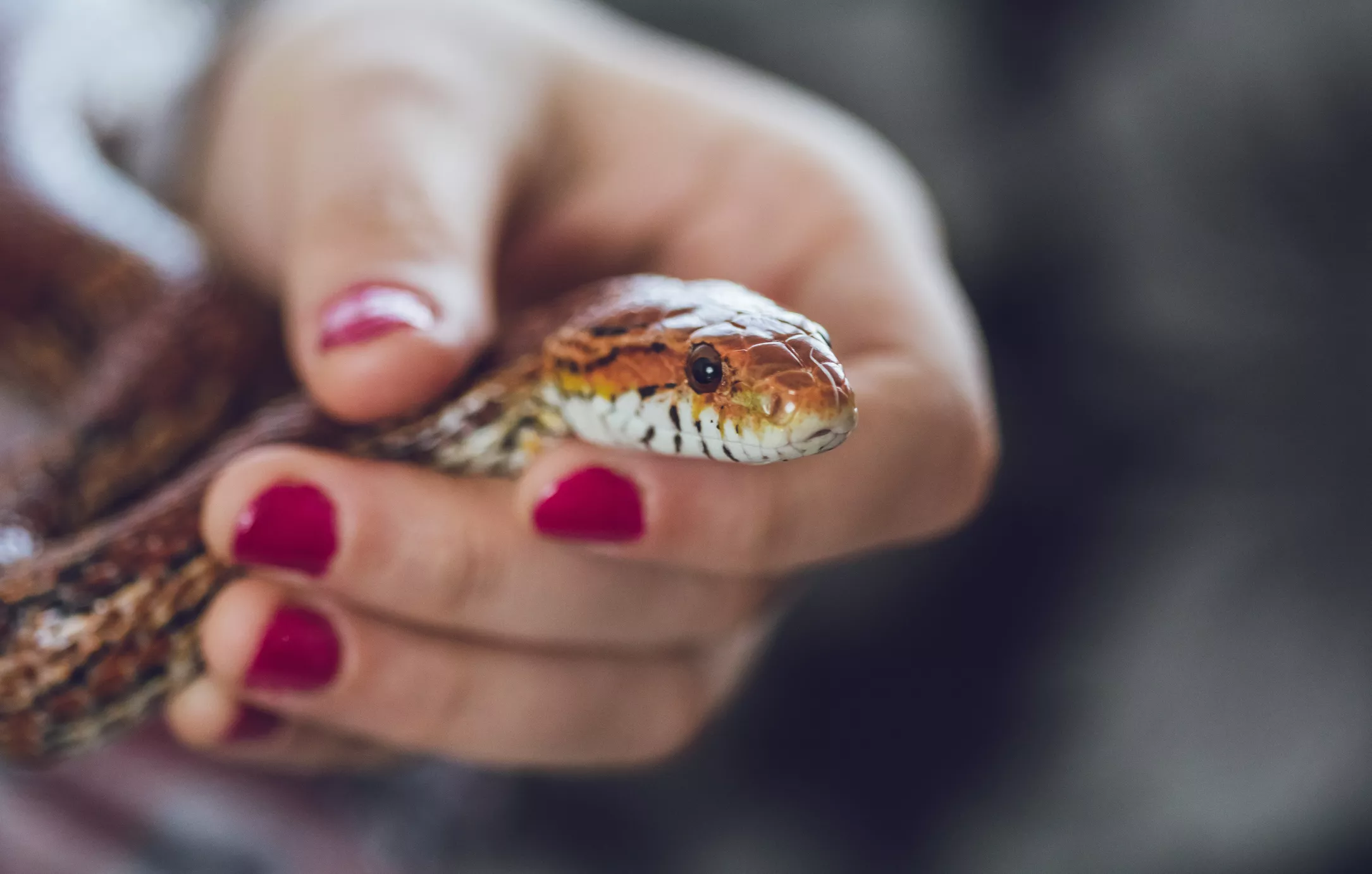 Corn snake in hand
