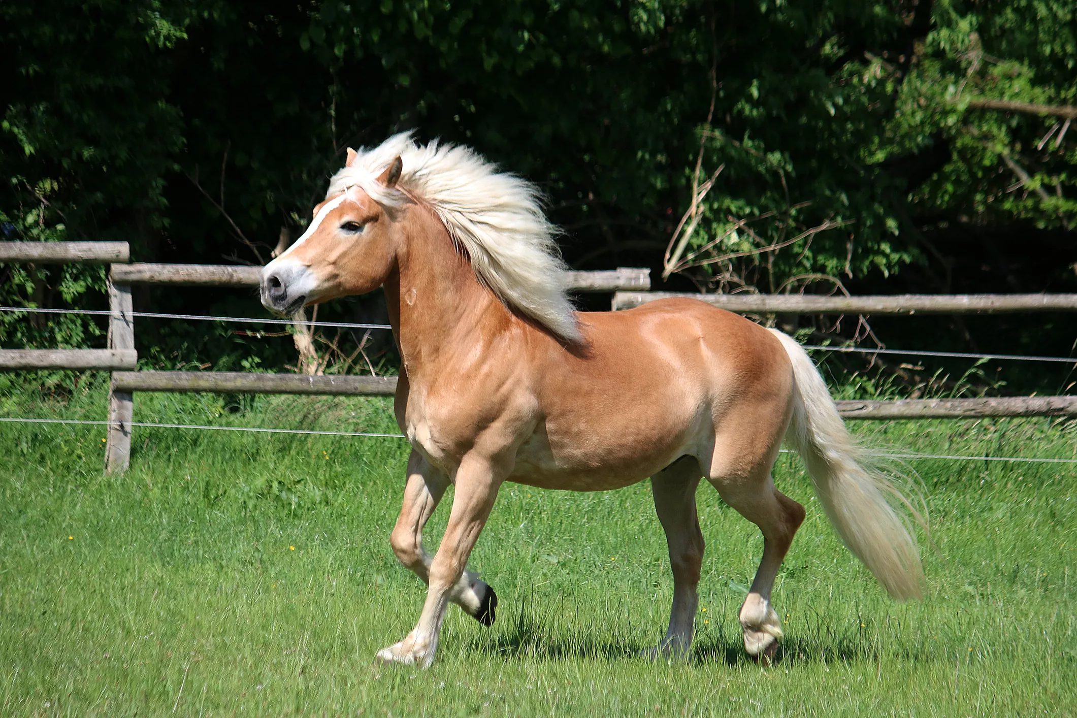 Haflinger trotting in a pasture