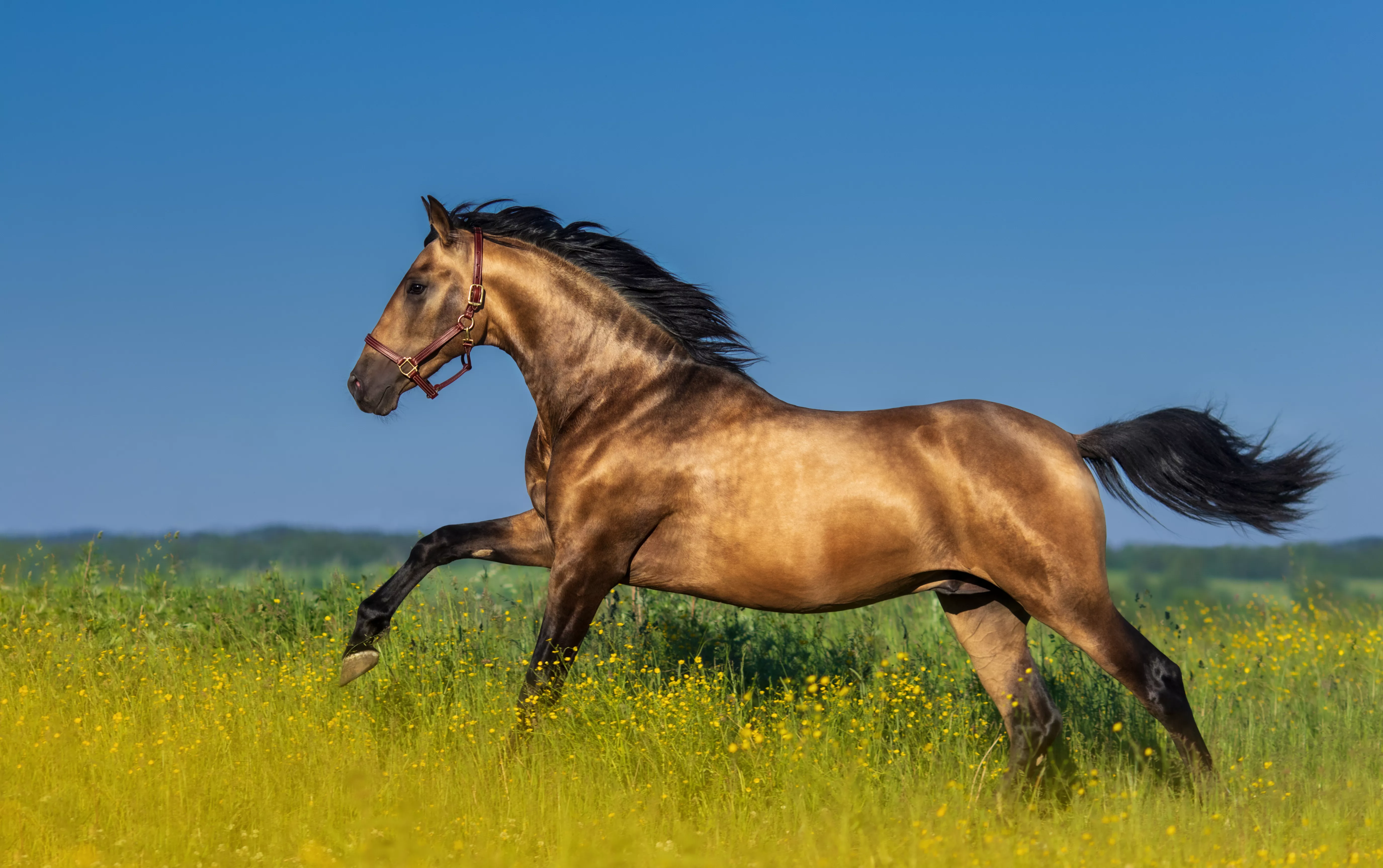 Bay Andalusian stallion cantering