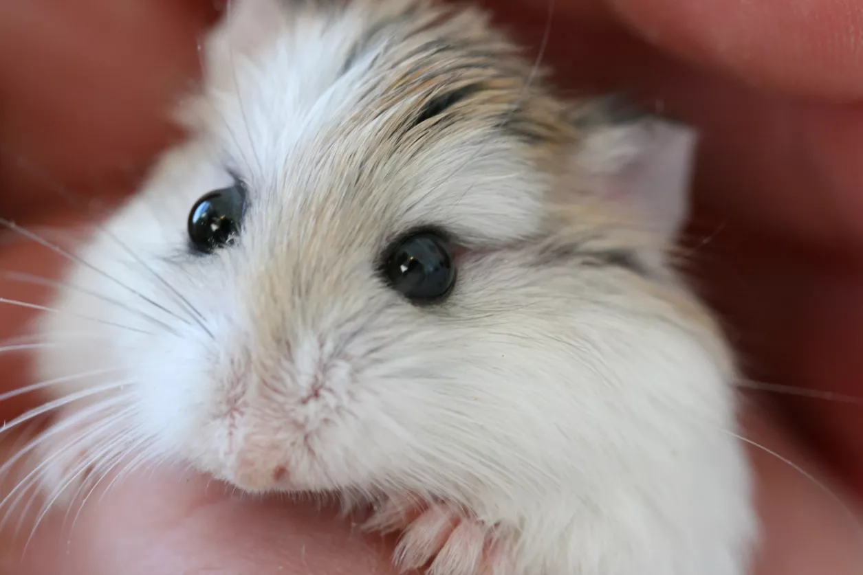 Robo (Roborovski) hamster