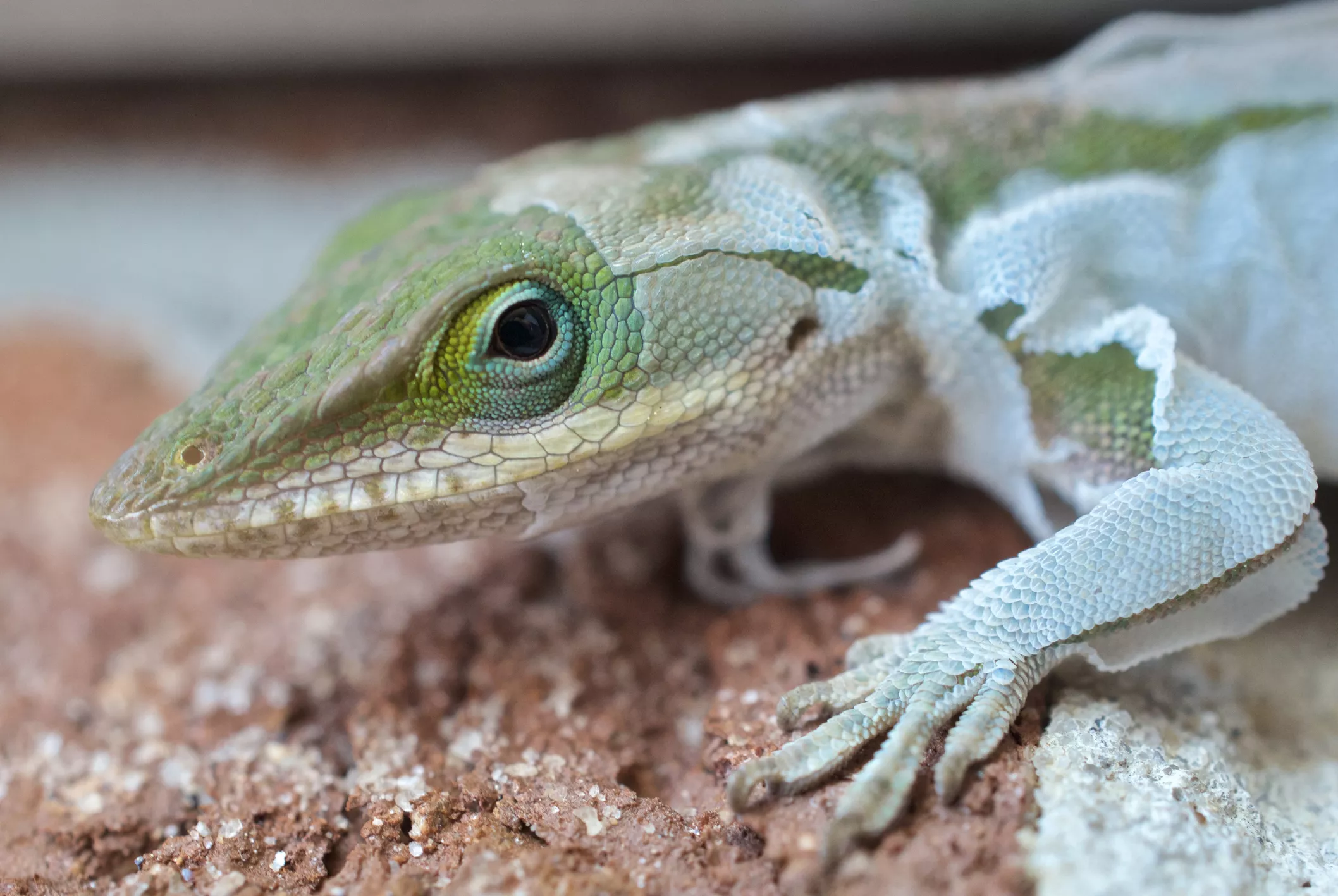 Green anole shedding.