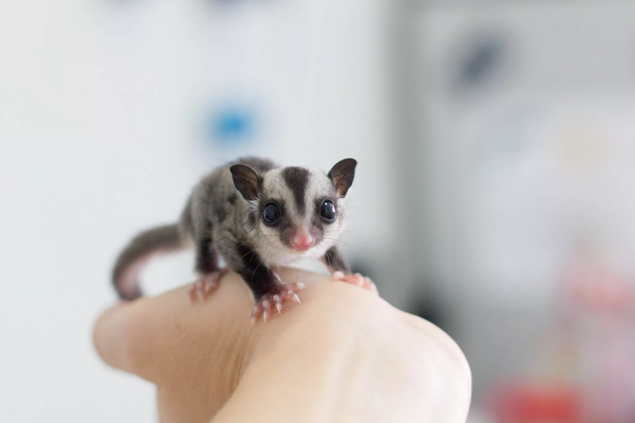 pet sugar glider